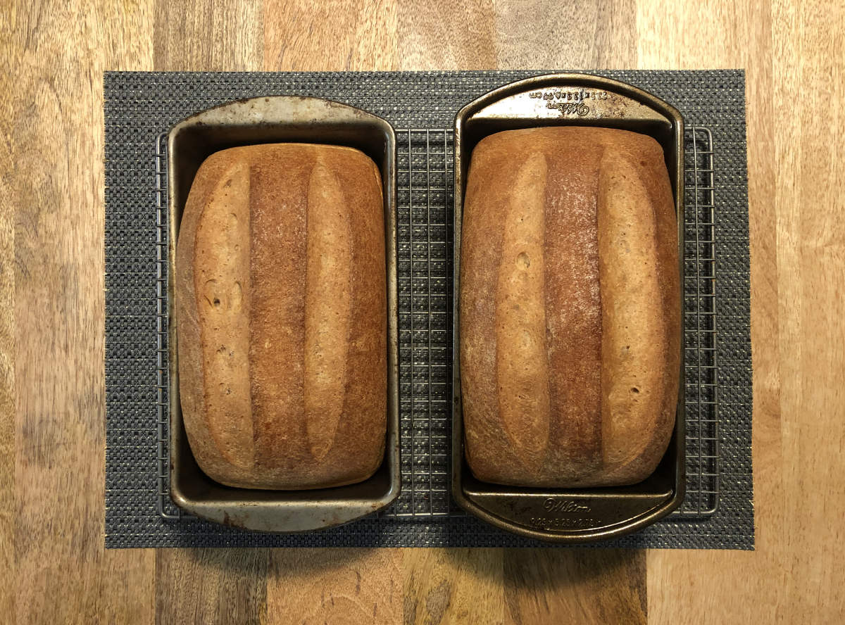 sandwich bread finished and still in loaf tins